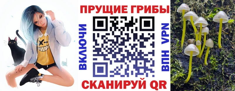 сколько стоит  Искитим  Галлюциногенные грибы Psilocybine cubensis 